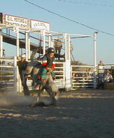 Ridin' a bronc at the Lil' Buckaroo Rodeo