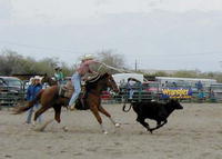 Calf roping at the High School Rodeo